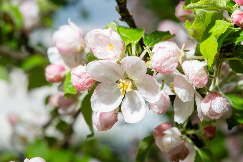 Apple Blossom